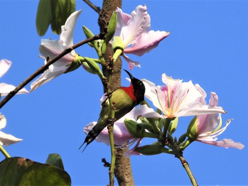 Fork-tailed Sunbird